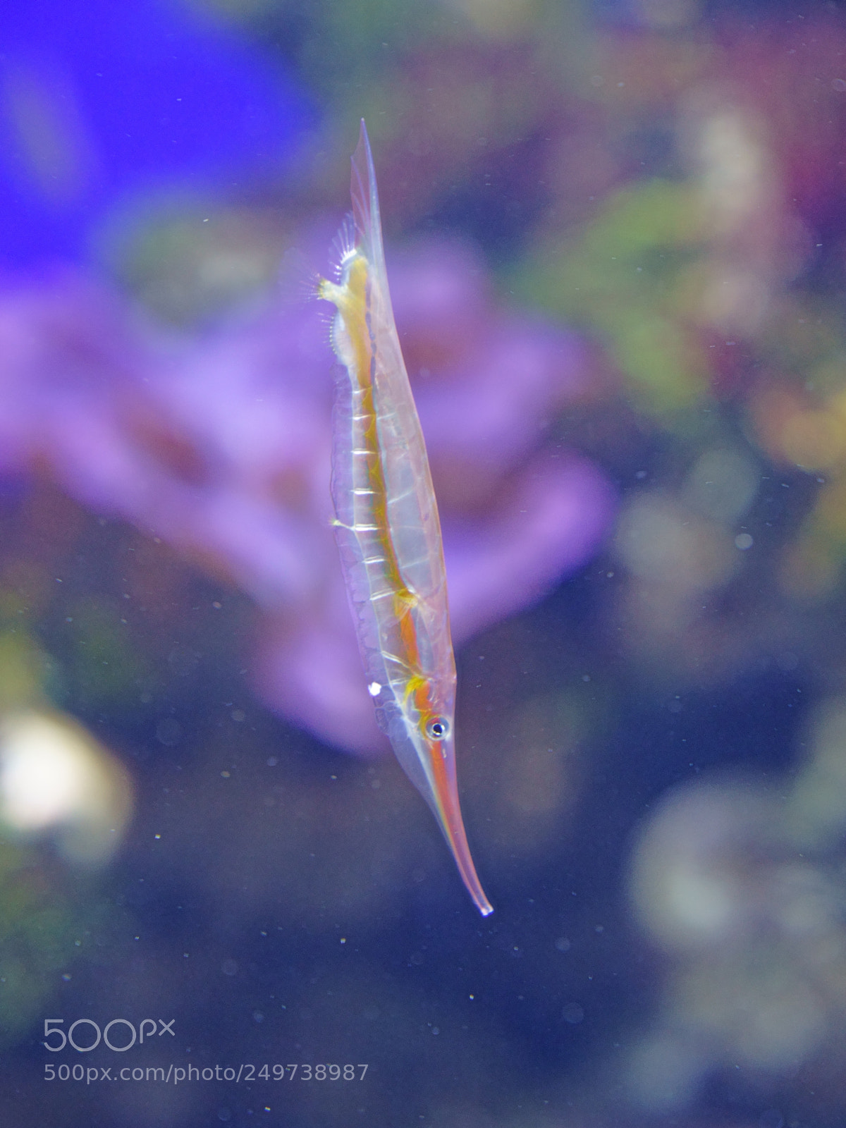 Sony a7 II sample photo. The fish upside-down photography