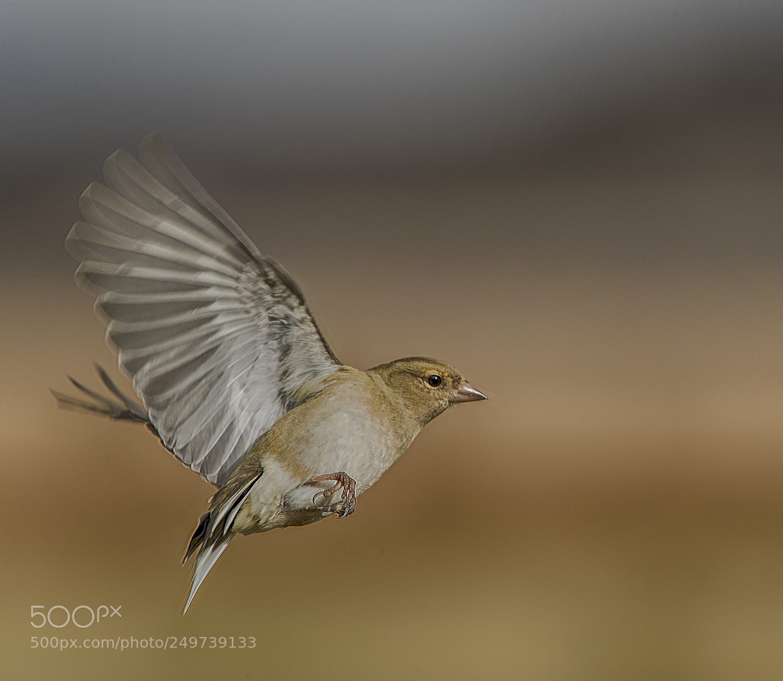 Canon EOS-1D X Mark II sample photo. Chaffinch flight 1 photography