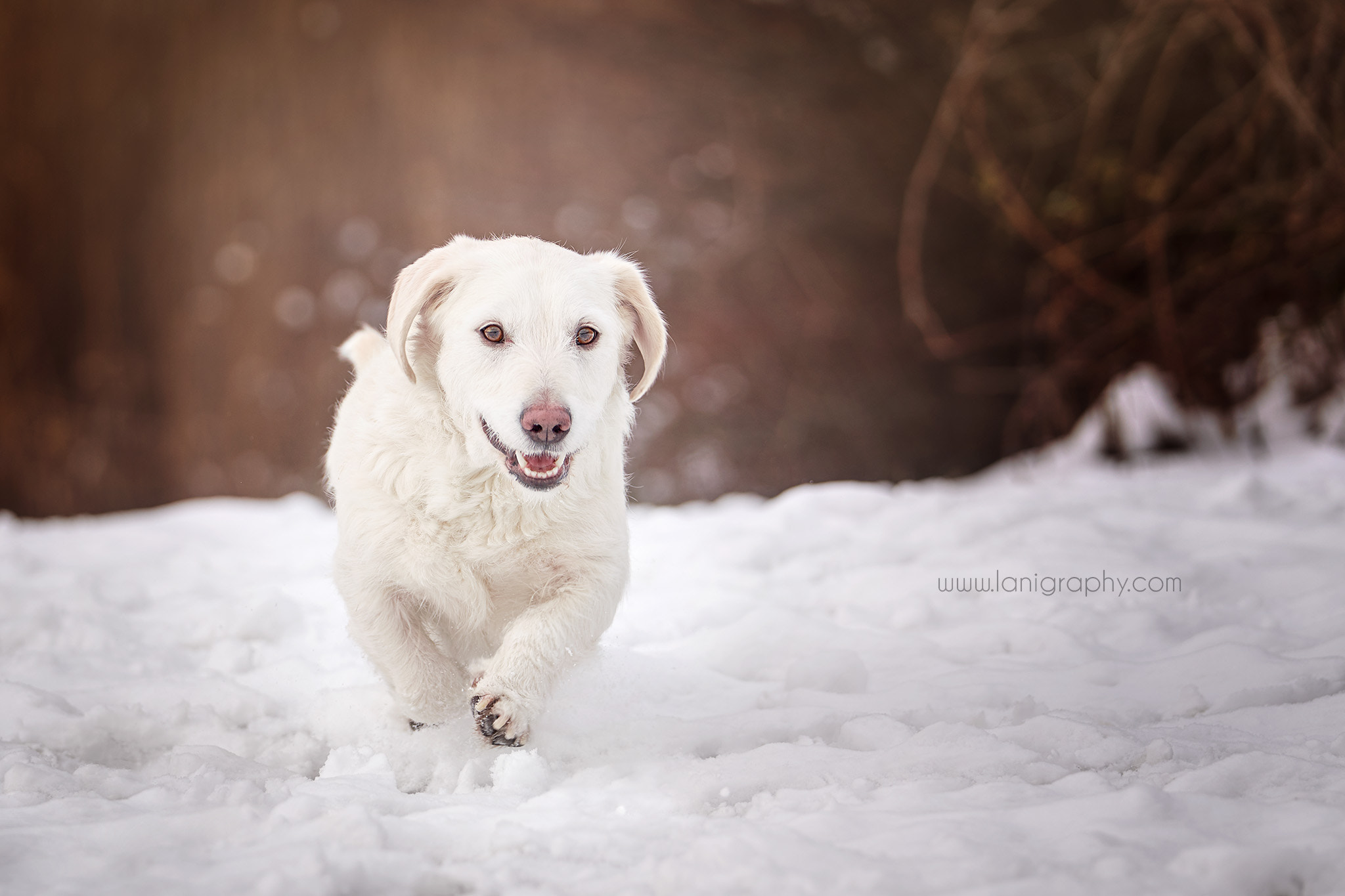 Sony FE 70-200mm F2.8 GM OSS sample photo. Stanley photography
