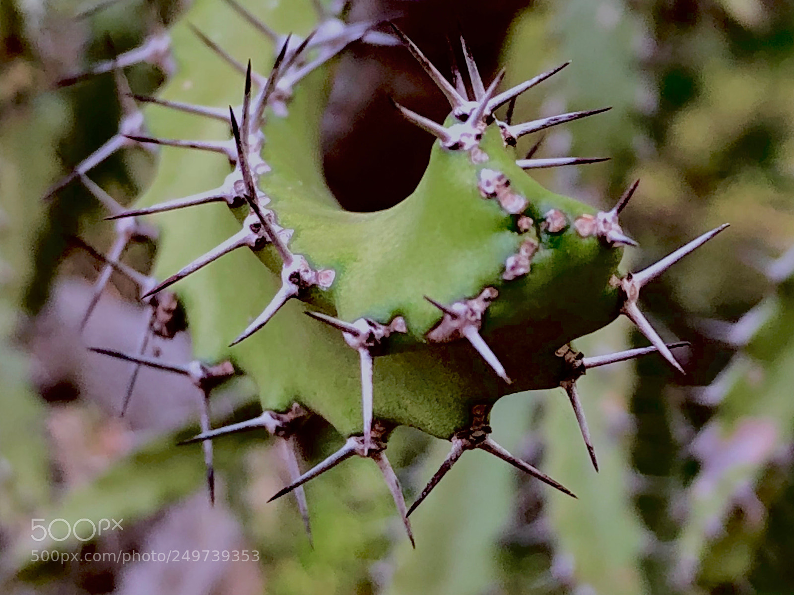 Apple iPhone X sample photo. Succulent with a twist photography