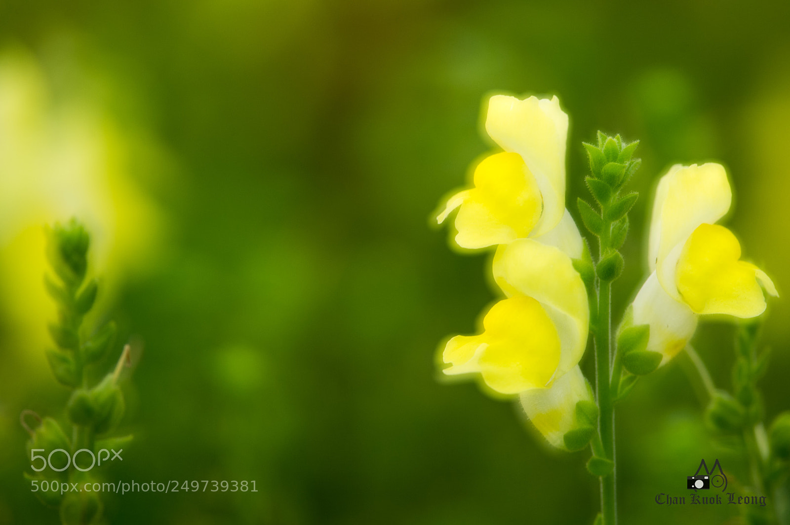 Nikon D3S sample photo. Snapdragon photography