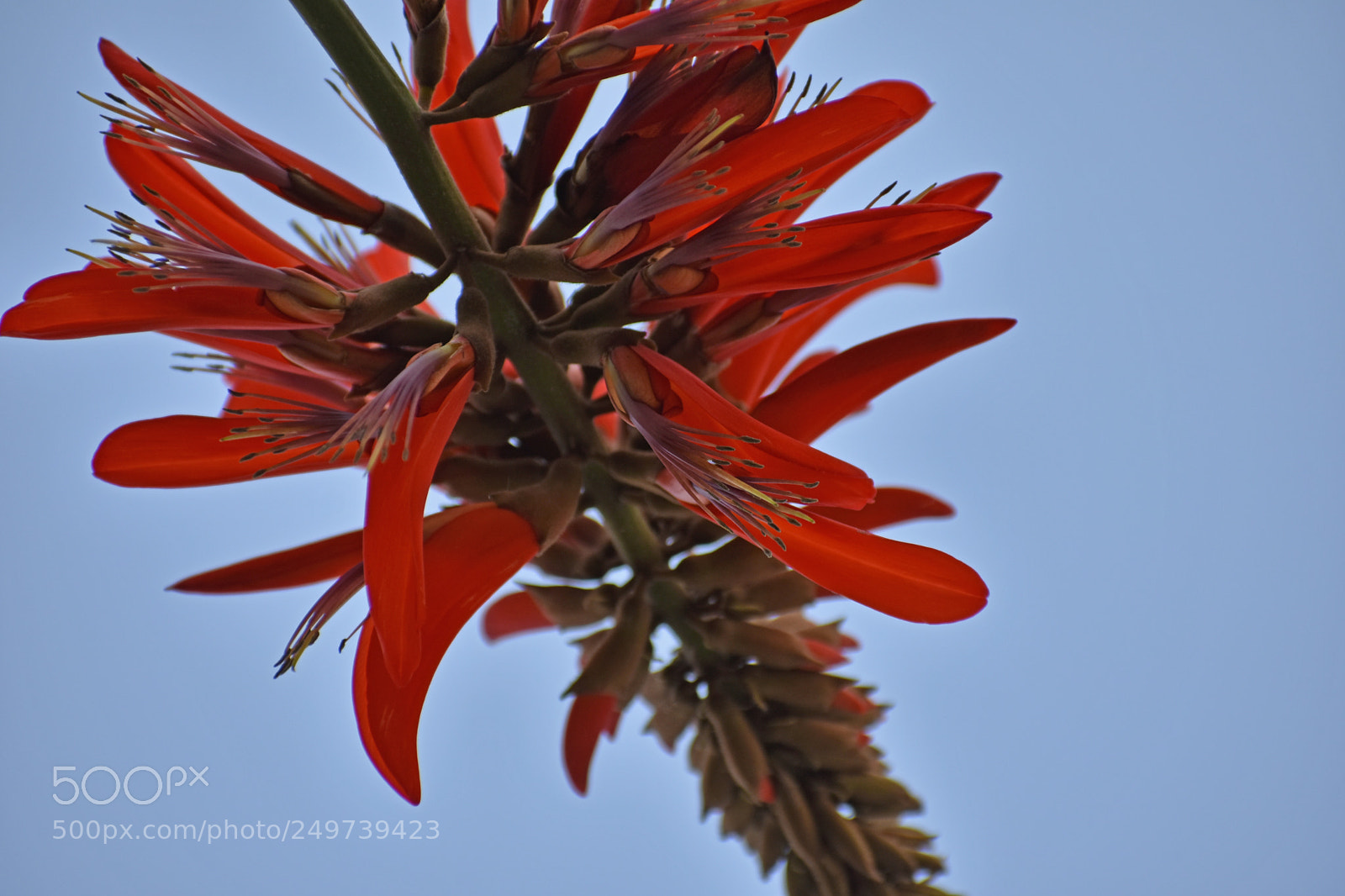 Nikon D7200 sample photo. 刺桐 photography