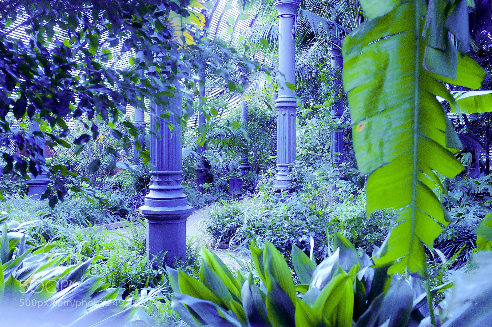 Fujifilm FinePix X100 sample photo. Nature conquers the city photography