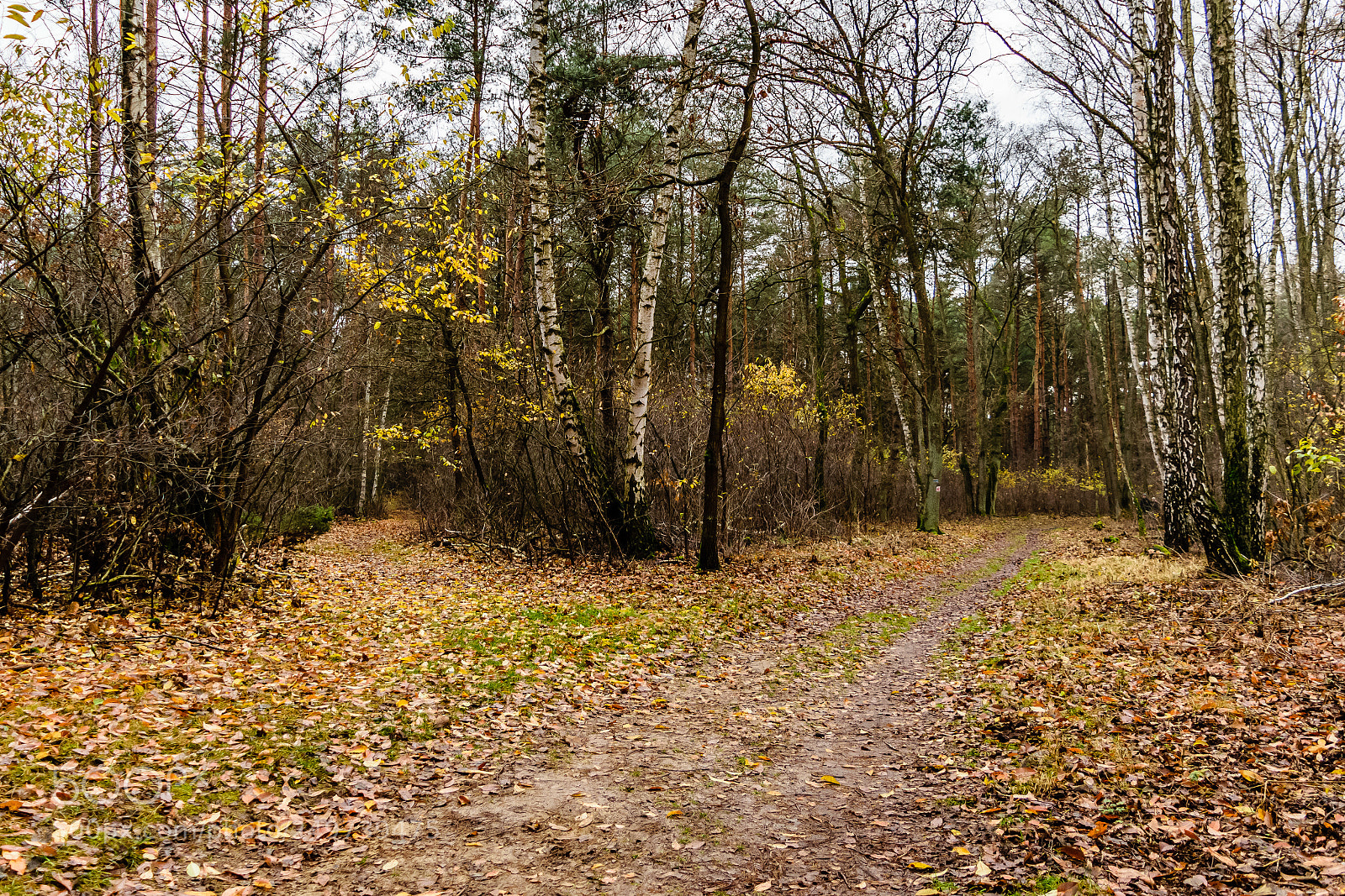 Nikon D5300 sample photo. Forest track photography