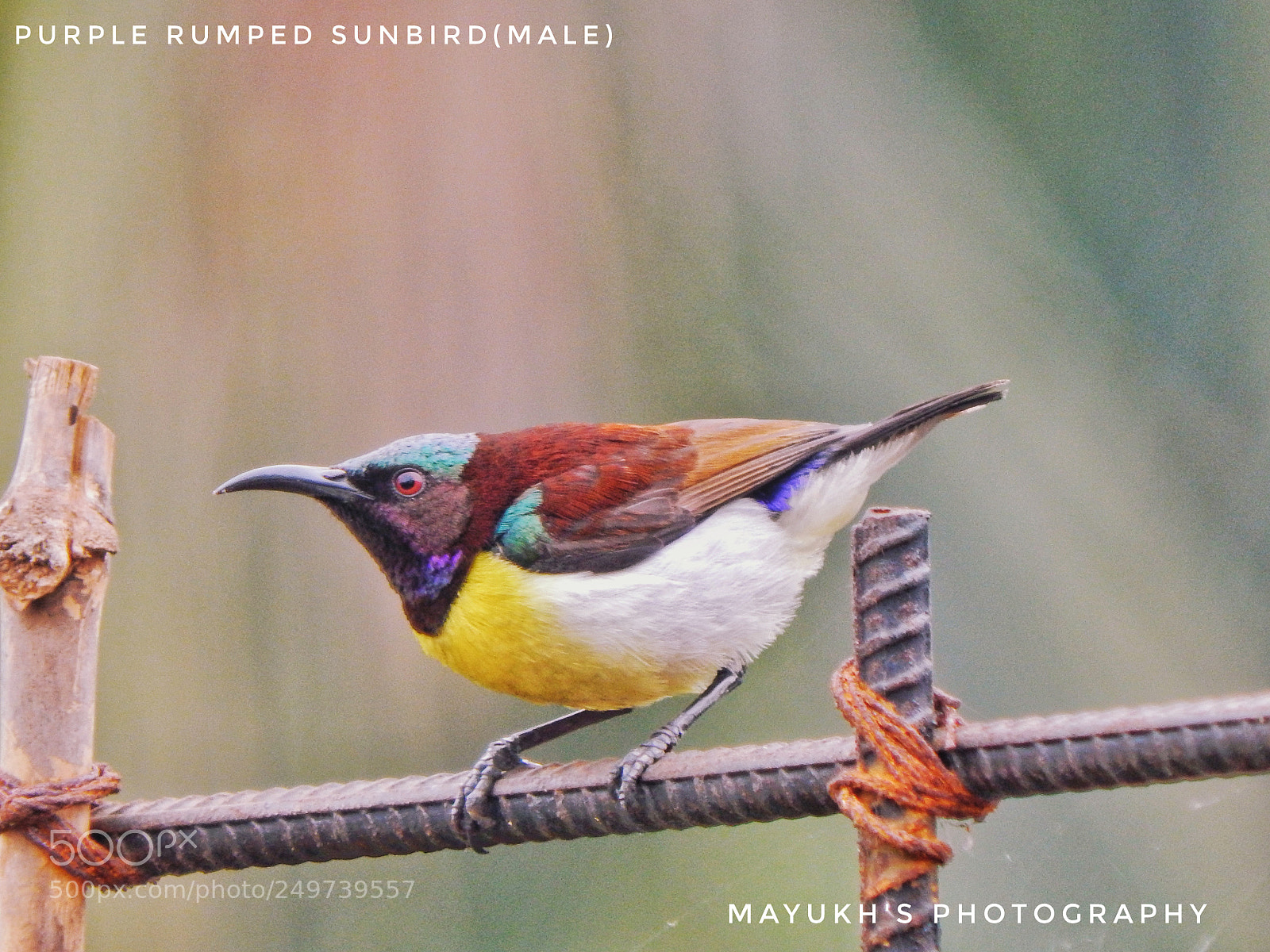 Nikon Coolpix L830 sample photo. Purple rumped sunbird male. photography