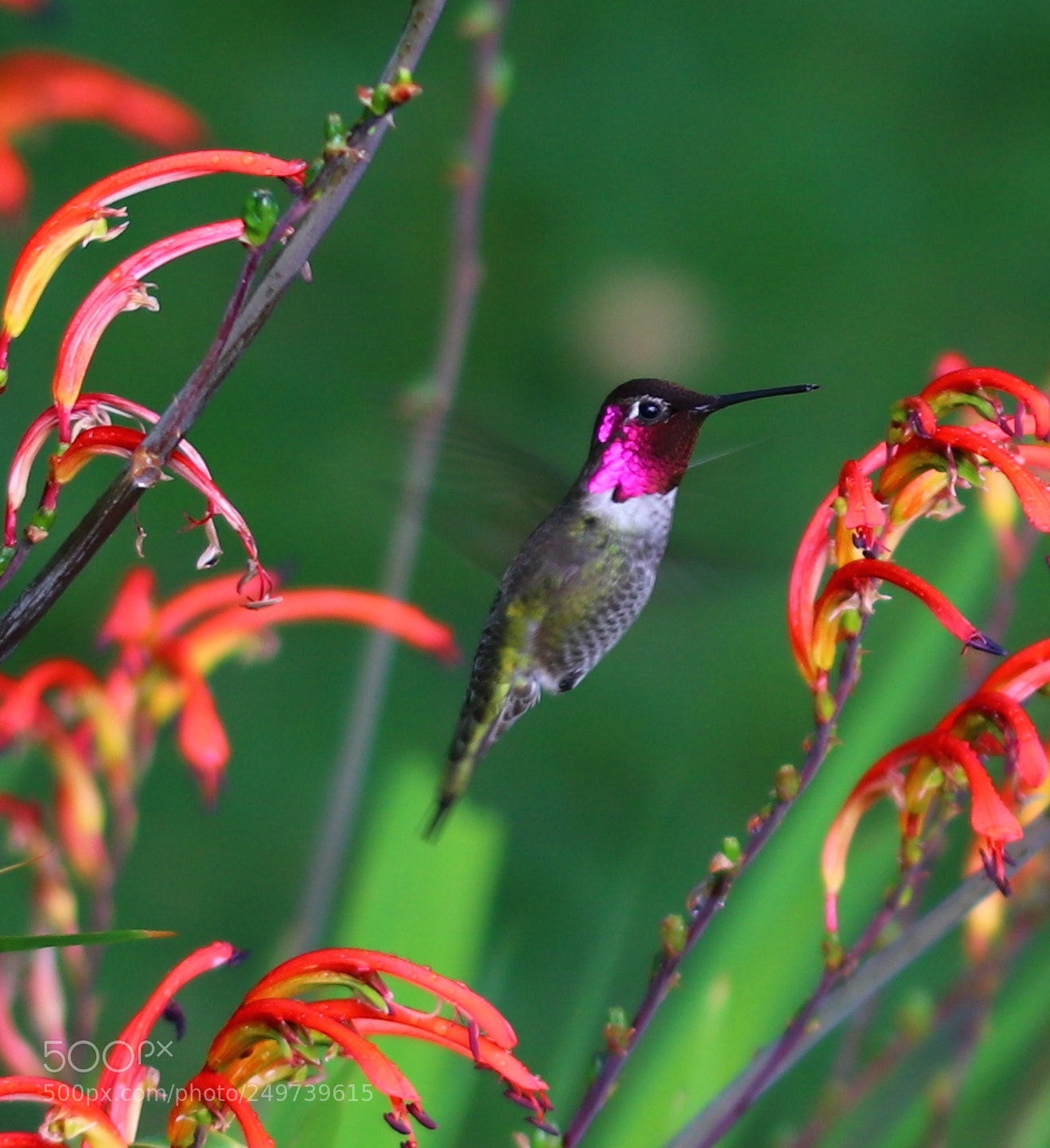 Canon EOS 80D sample photo. Hummingbird in a spring photography