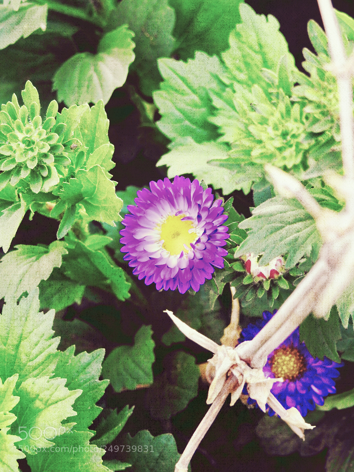 Nikon Coolpix P900 sample photo. Garden photography photography