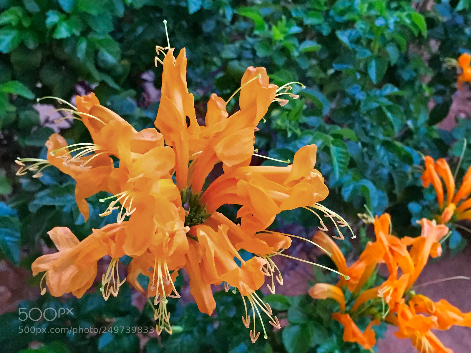 Apple iPhone SE sample photo. Garden photography photography