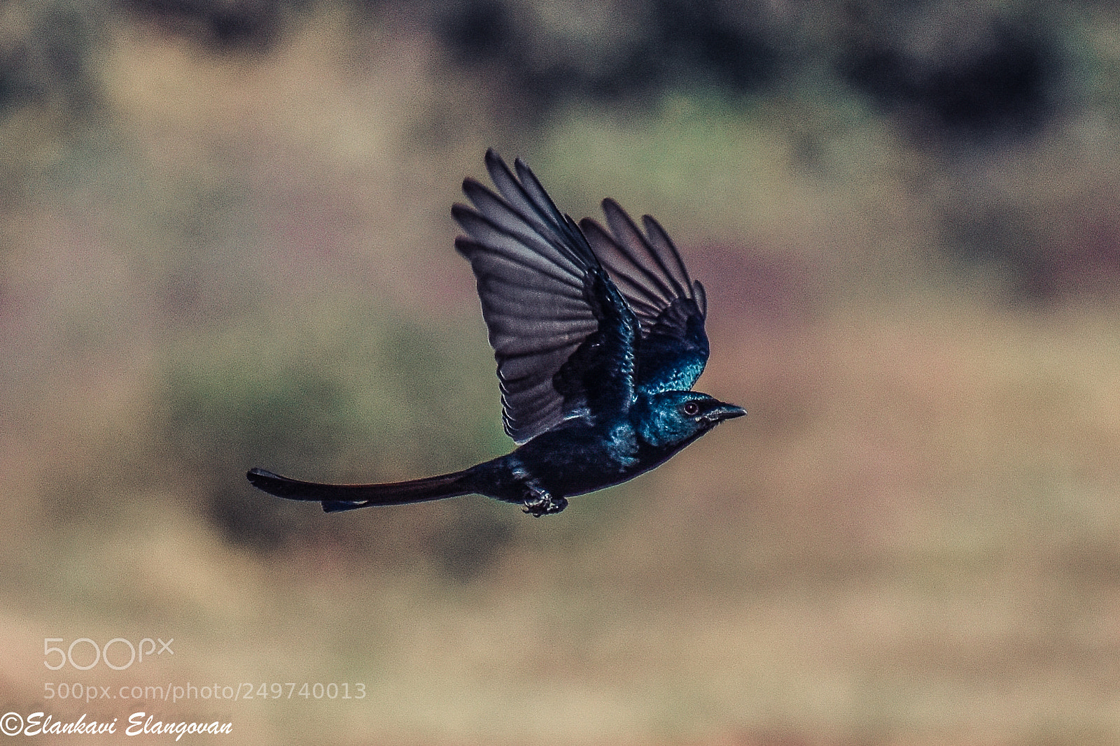 Nikon D3400 sample photo. The black drongo dicrurus photography