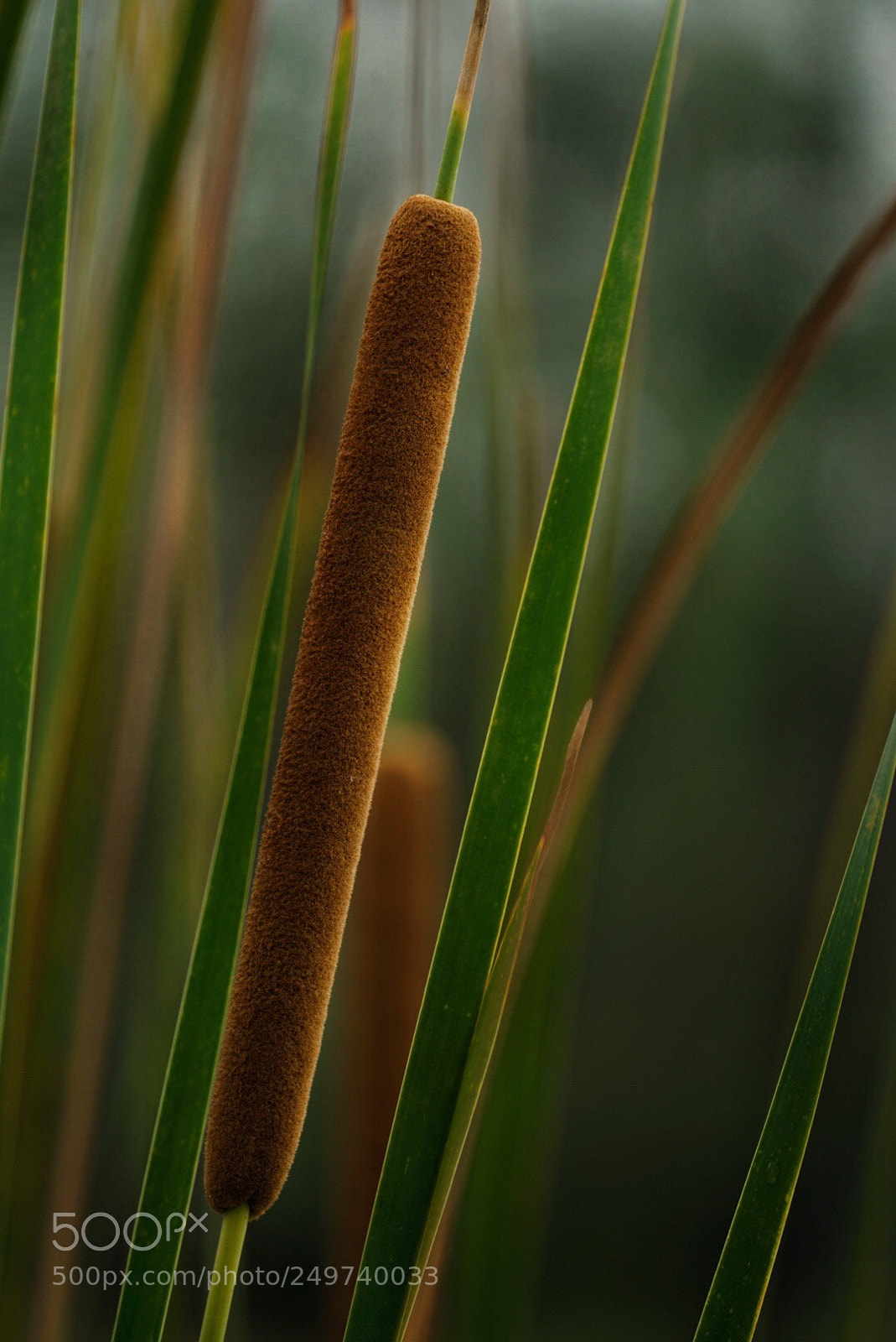 Sony a7R II sample photo. Reed photography