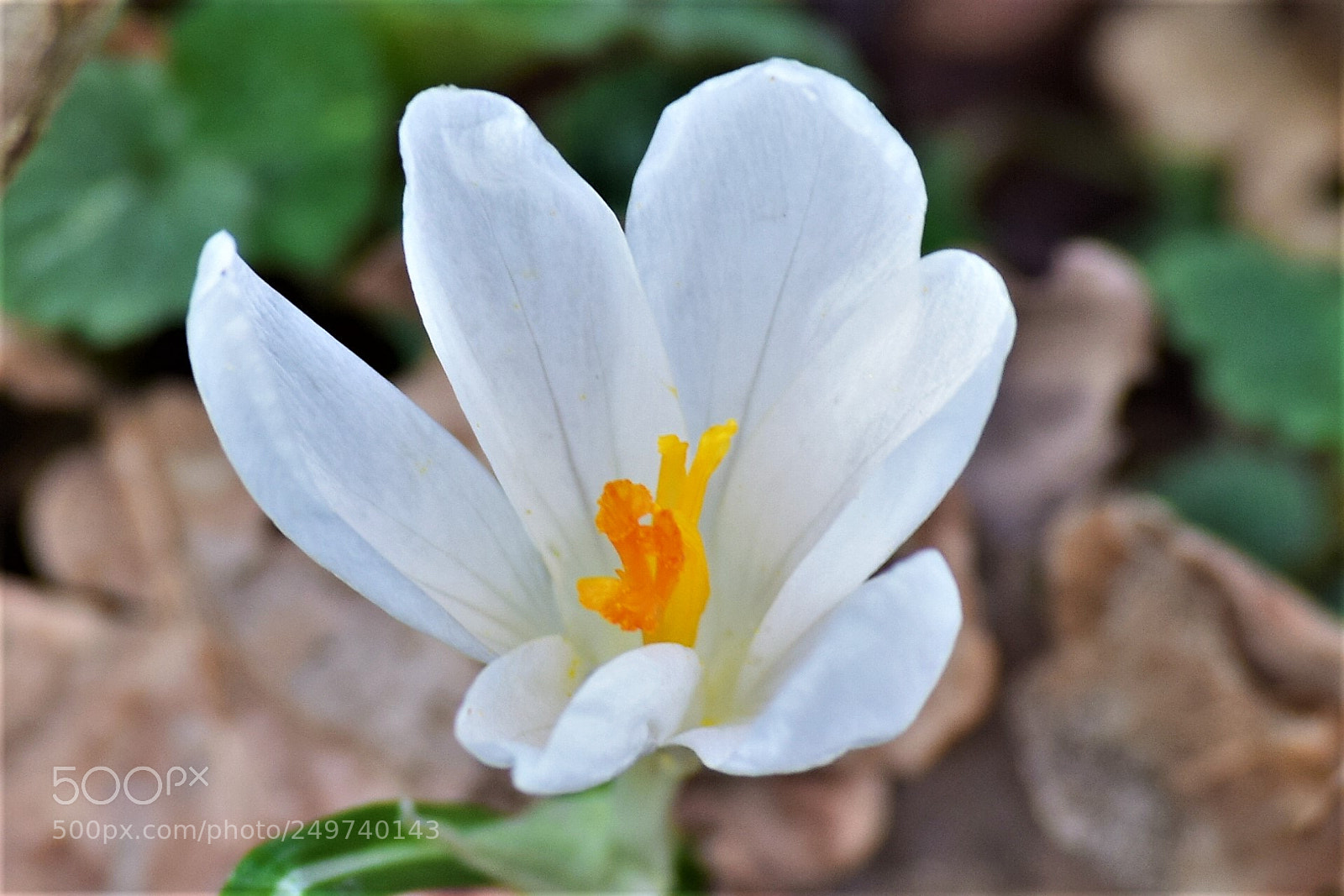 Nikon D3300 sample photo. Šafran photography