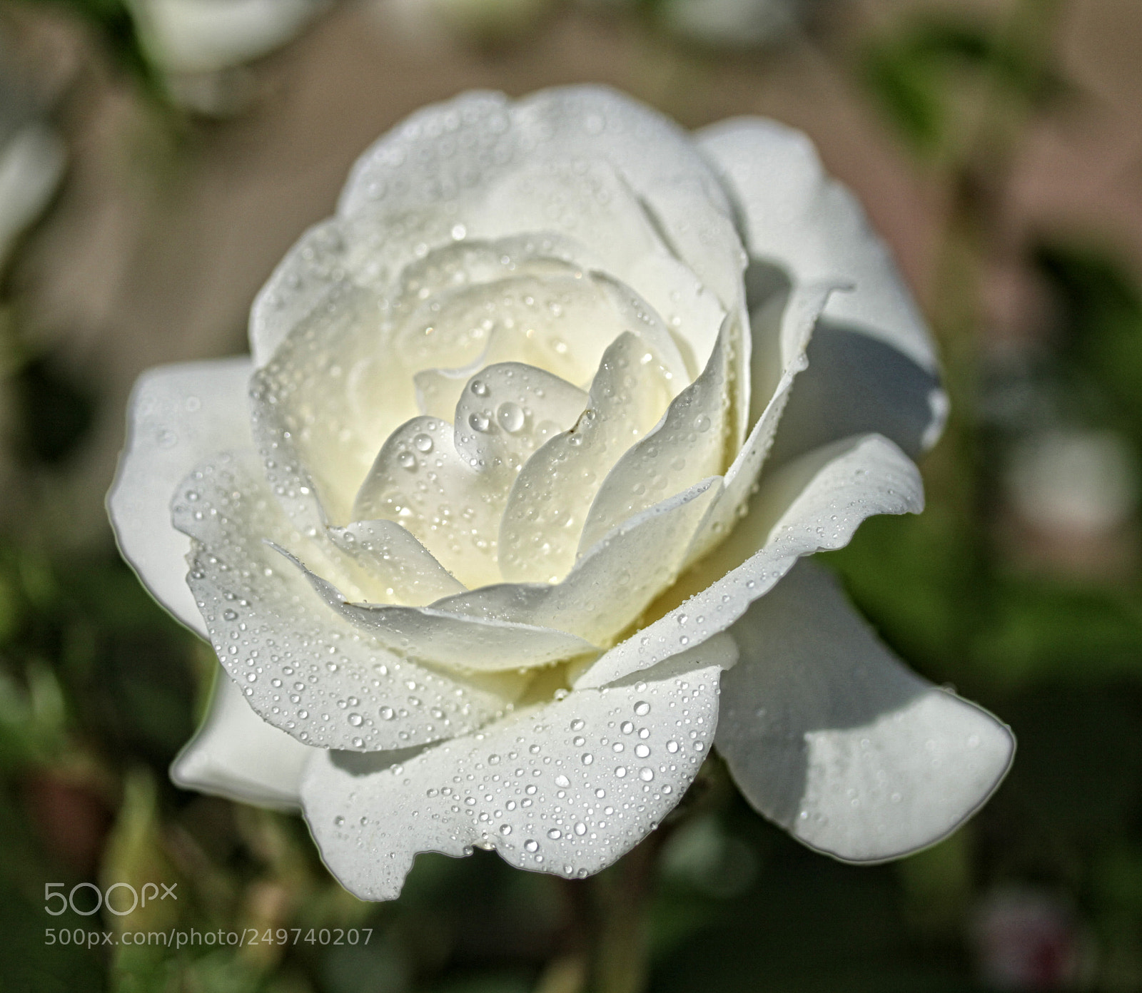 Canon EOS 50D sample photo. Ba rose 49 photography