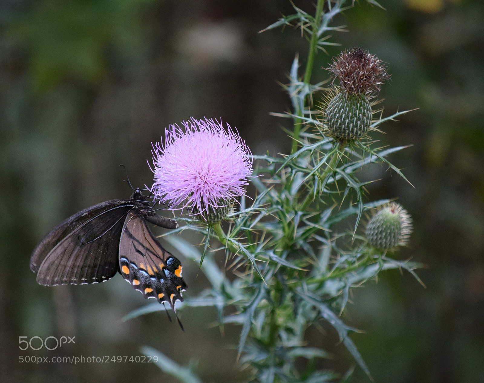 Nikon D5300 sample photo. Ets black photography