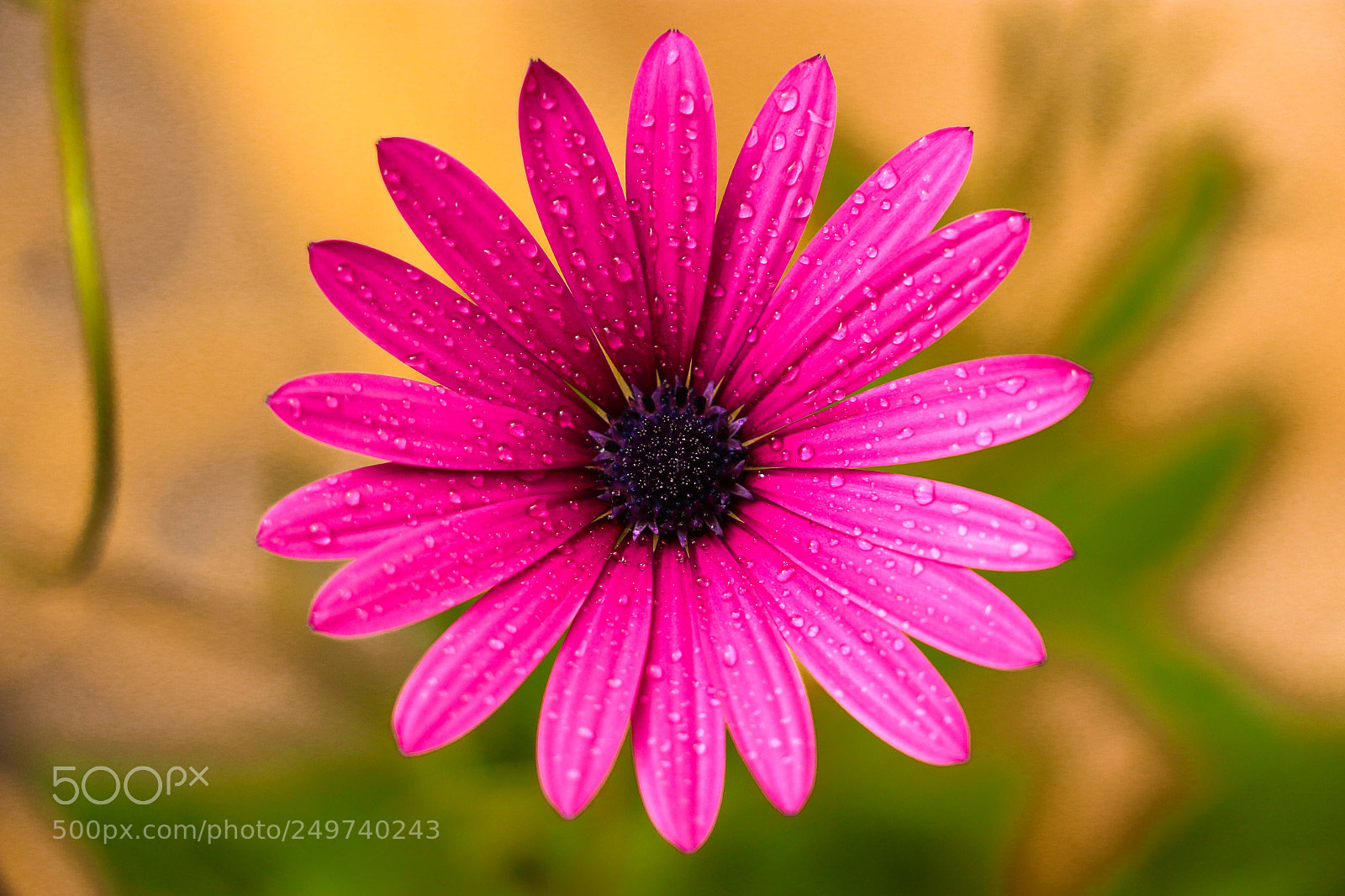 Canon EOS 70D sample photo. Wide-open purple beauty photography