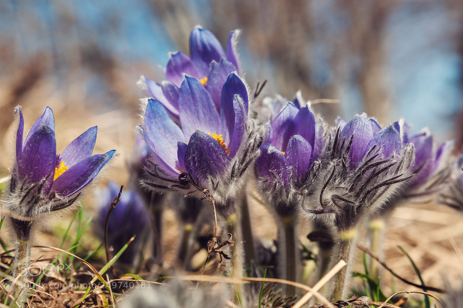 Nikon D5000 sample photo. Pasque-flowers photography