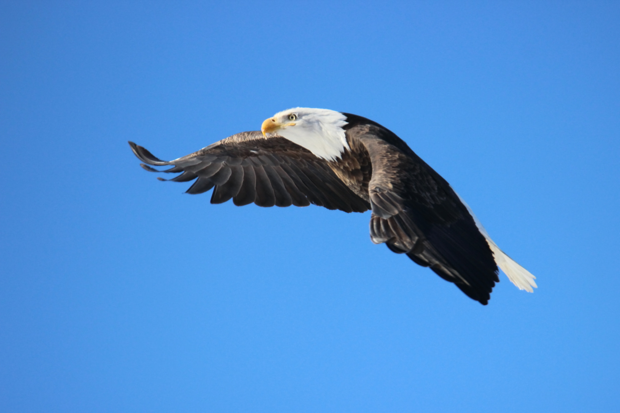 Canon EOS 600D (Rebel EOS T3i / EOS Kiss X5) + Tamron SP 150-600mm F5-6.3 Di VC USD sample photo. Bald eagle flying photography