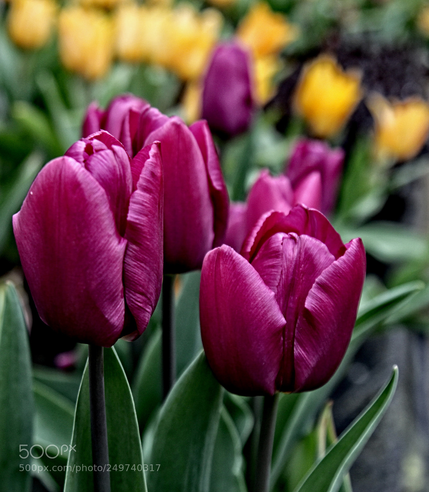Canon EOS 50D sample photo. Wg tulip 04 photography