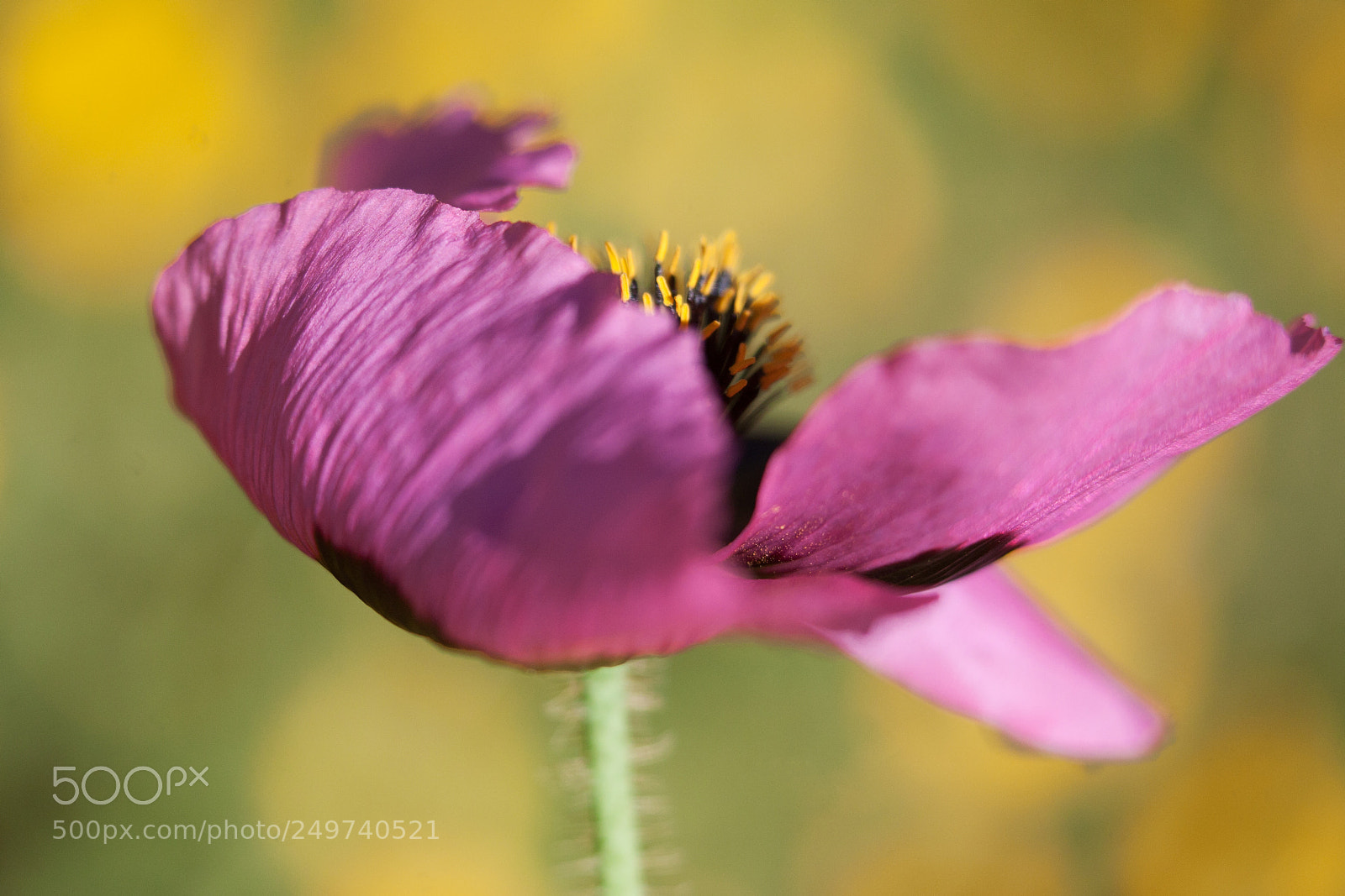 Canon EOS 5D sample photo. Vent i flor i photography