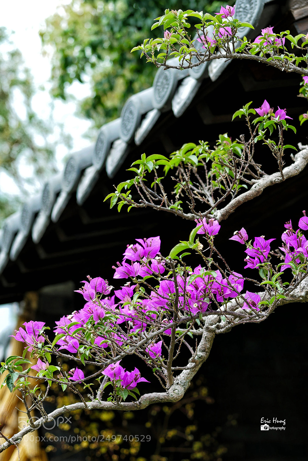 Panasonic Lumix DMC-G85 (Lumix DMC-G80) sample photo. 村莊 photography