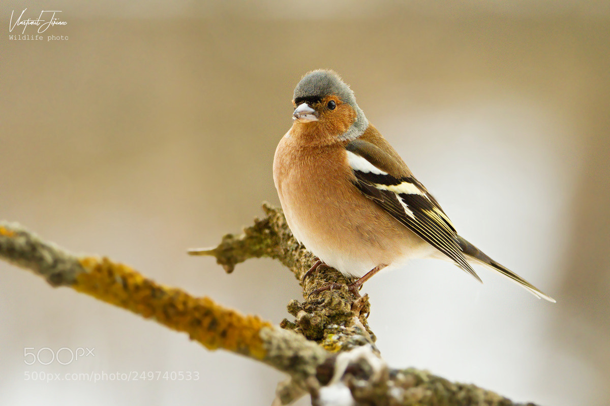 Canon EOS 7D Mark II sample photo. Fringilla coelebs photography