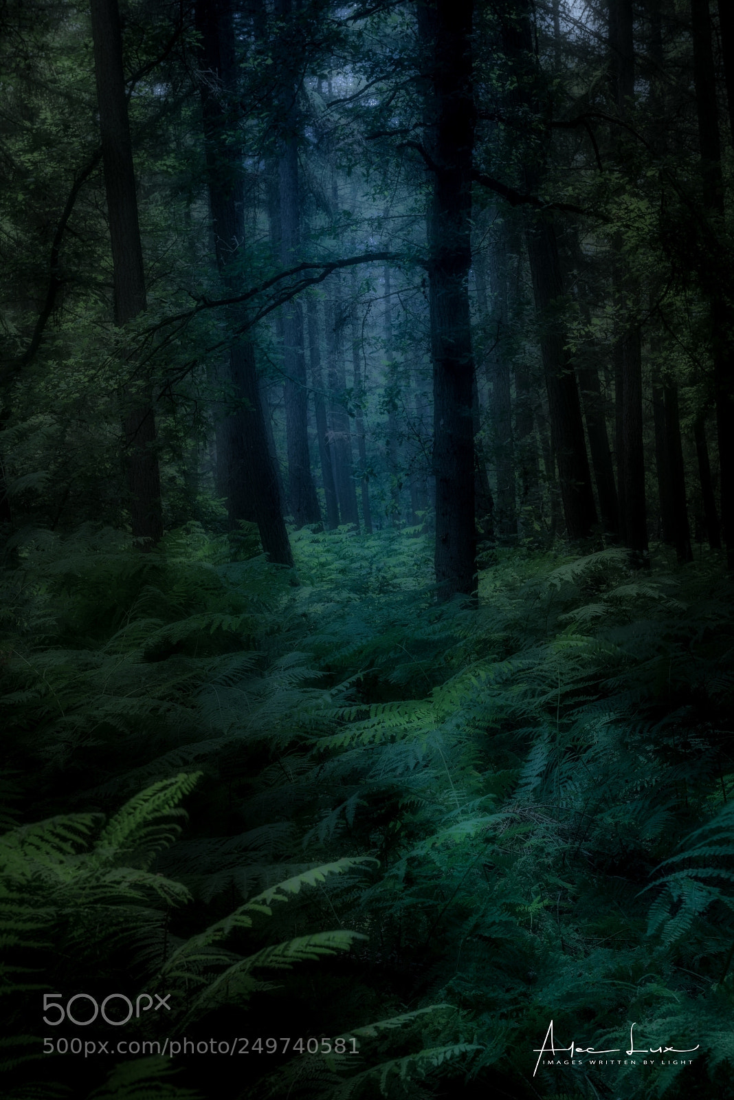 Nikon D800 sample photo. Early morning photography