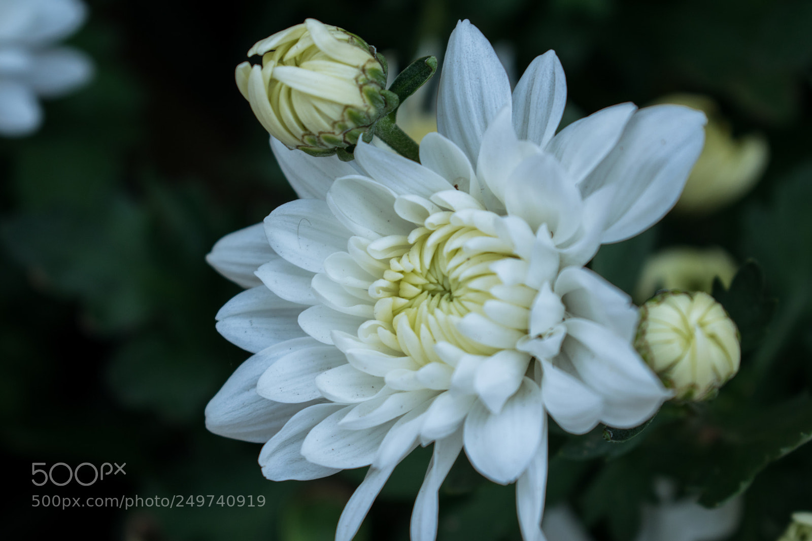 Nikon D5300 sample photo. Beauty in flowers vii photography
