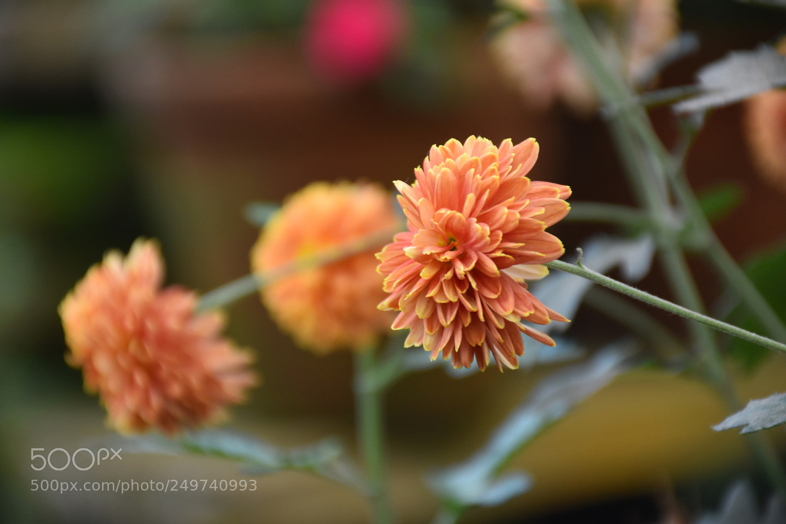 Nikon D5600 sample photo. Rose garden , munnar photography