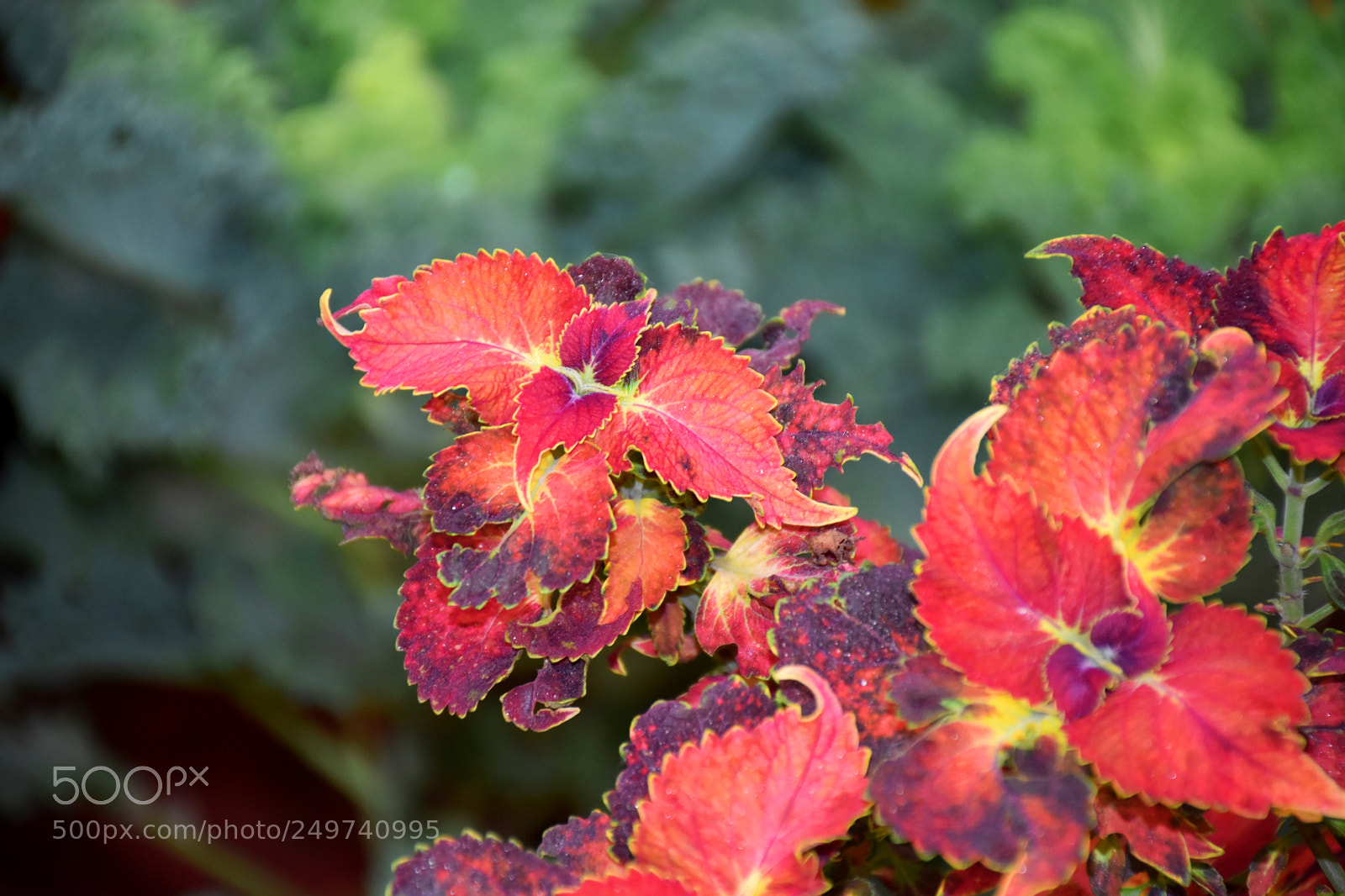 Nikon D5600 sample photo. Rose garden , munnar photography