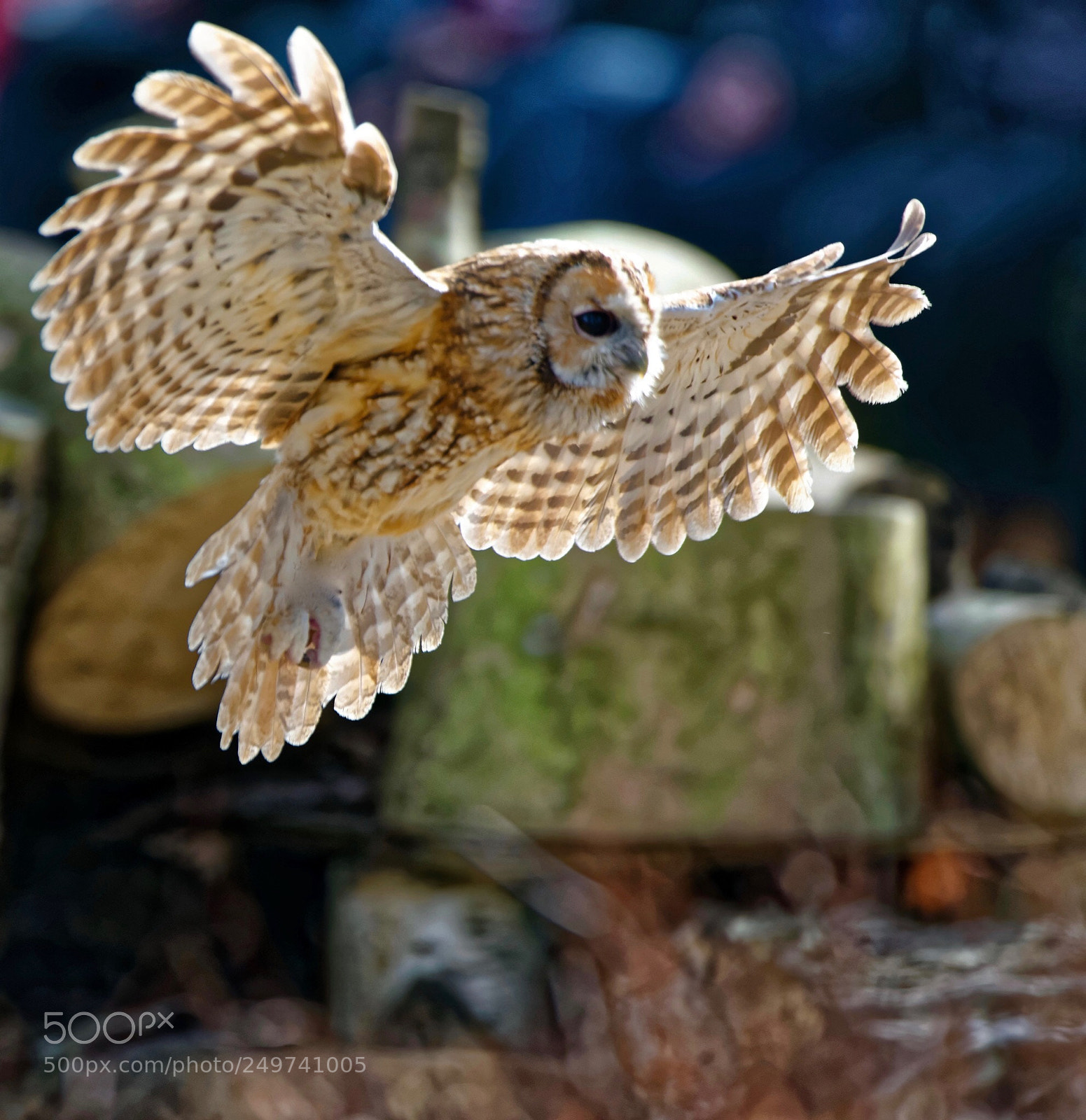 Nikon D800 sample photo. Owls photography