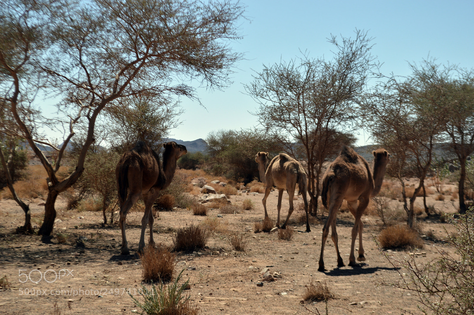 Nikon D3200 sample photo. Camel photography