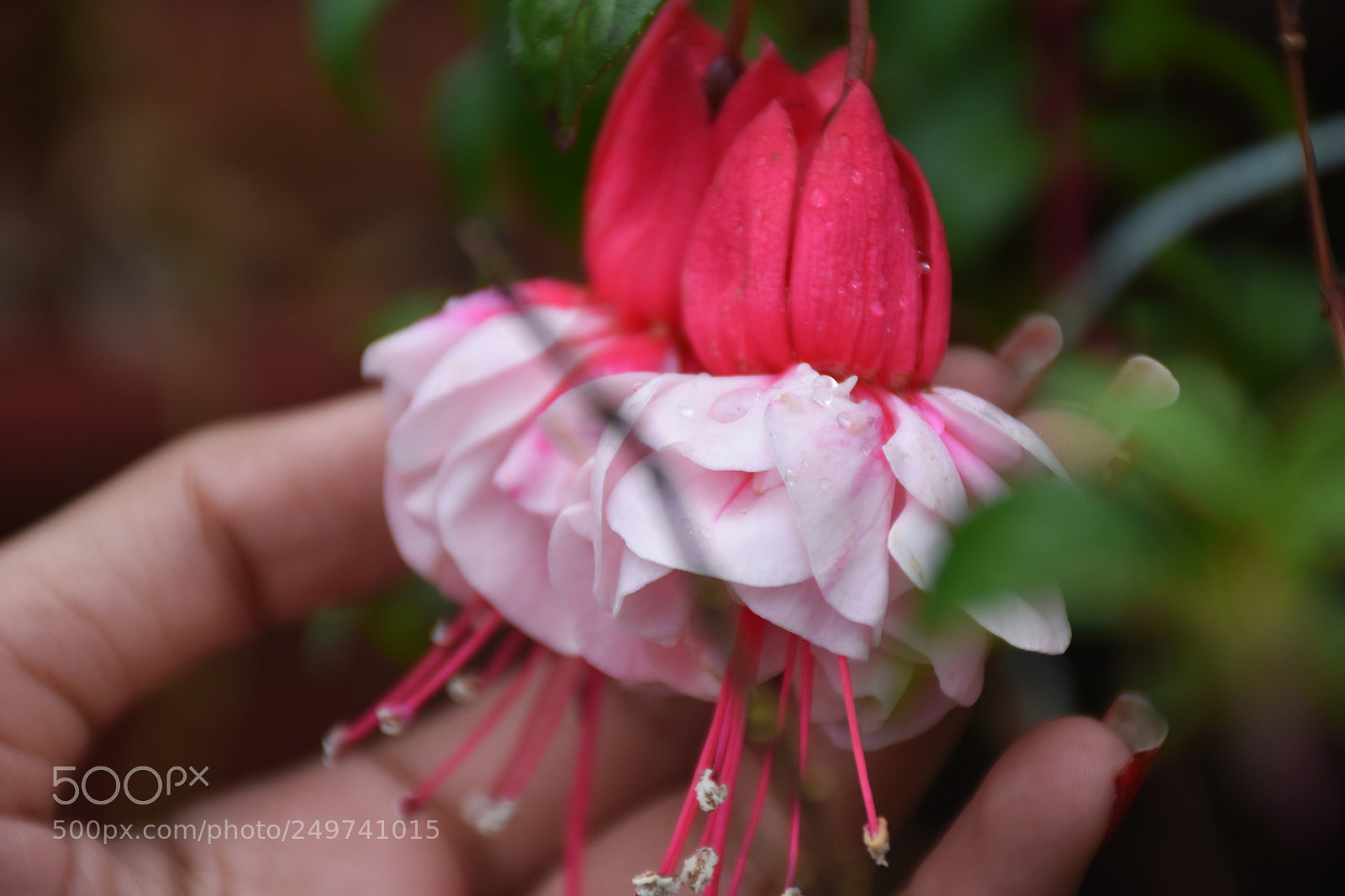 Nikon D5600 sample photo. Rose garden , munnar photography