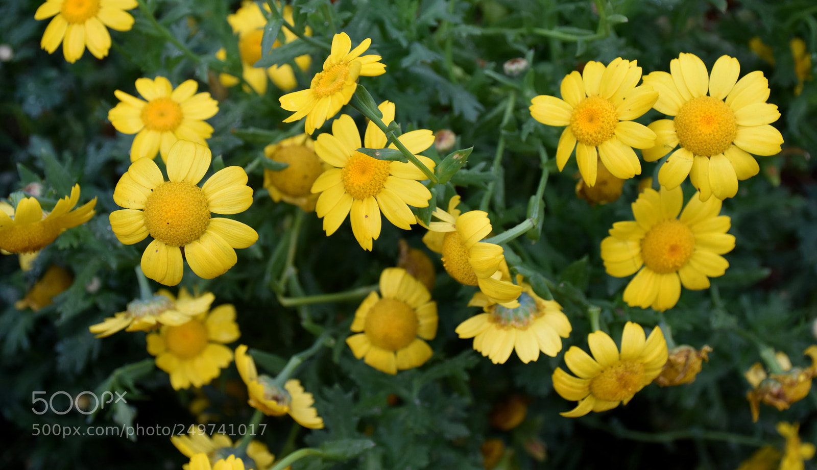 Nikon D5600 sample photo. Rose garden , munnar photography