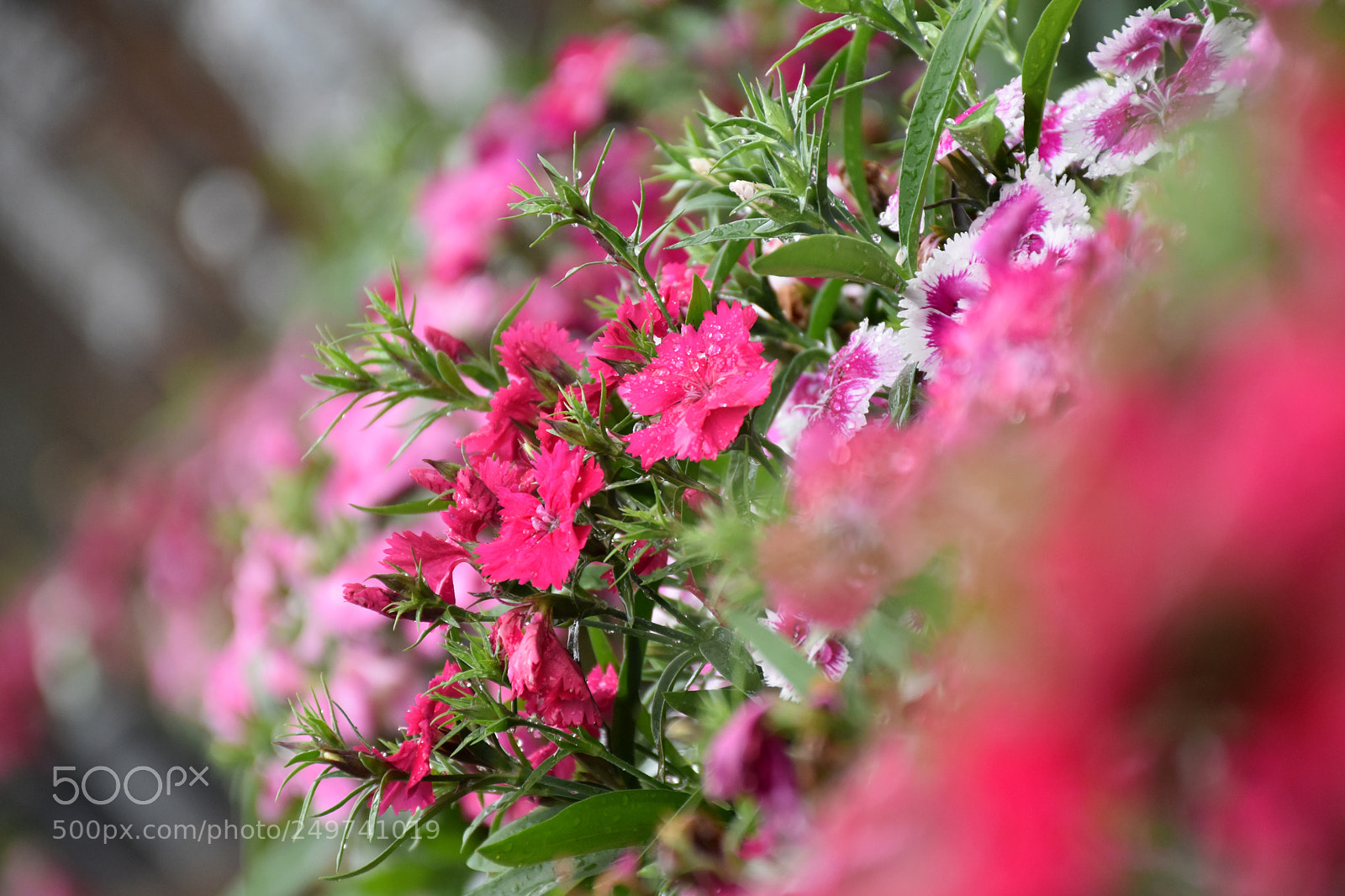 Nikon D5600 sample photo. Rose garden , munnar photography