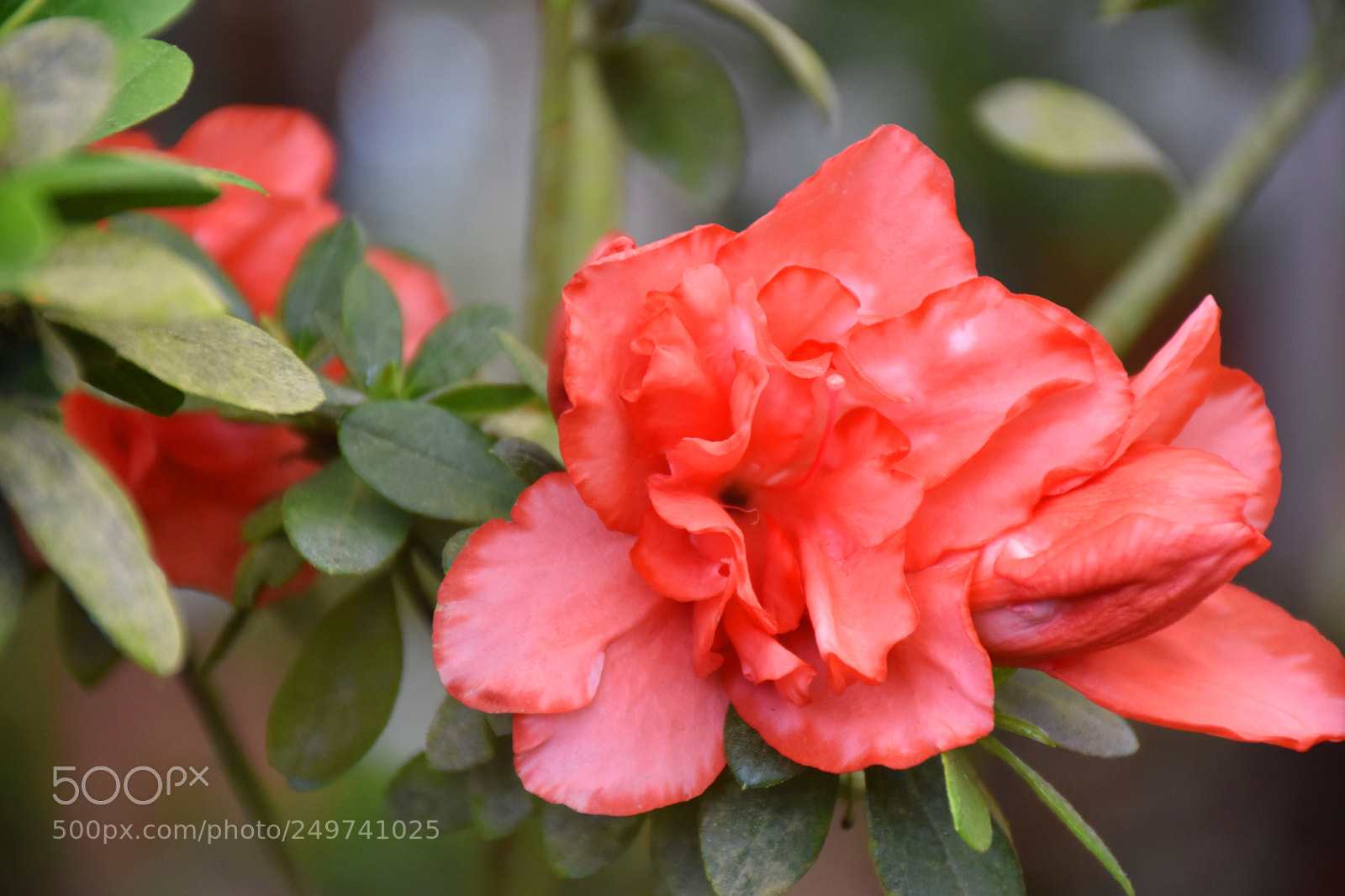 Nikon D5600 sample photo. Rose garden , munnar photography