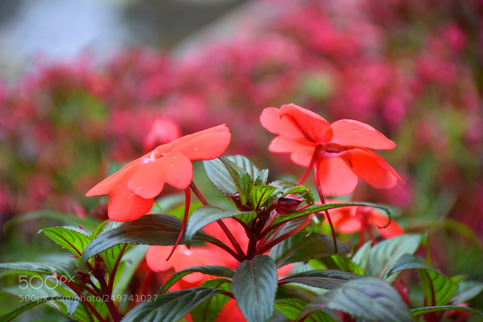 Nikon D5600 sample photo. Rose garden , munnar photography