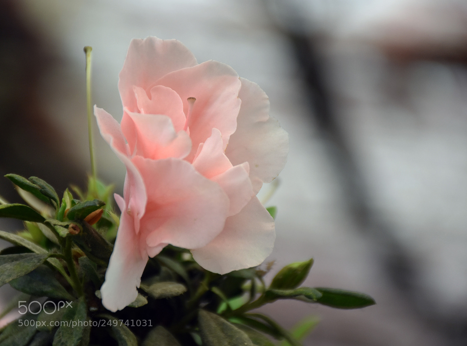 Nikon D5600 sample photo. Rose garden , munnar photography