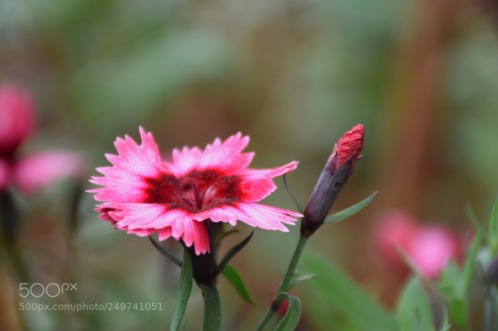 Nikon D5600 sample photo. Rose garden , munnar photography