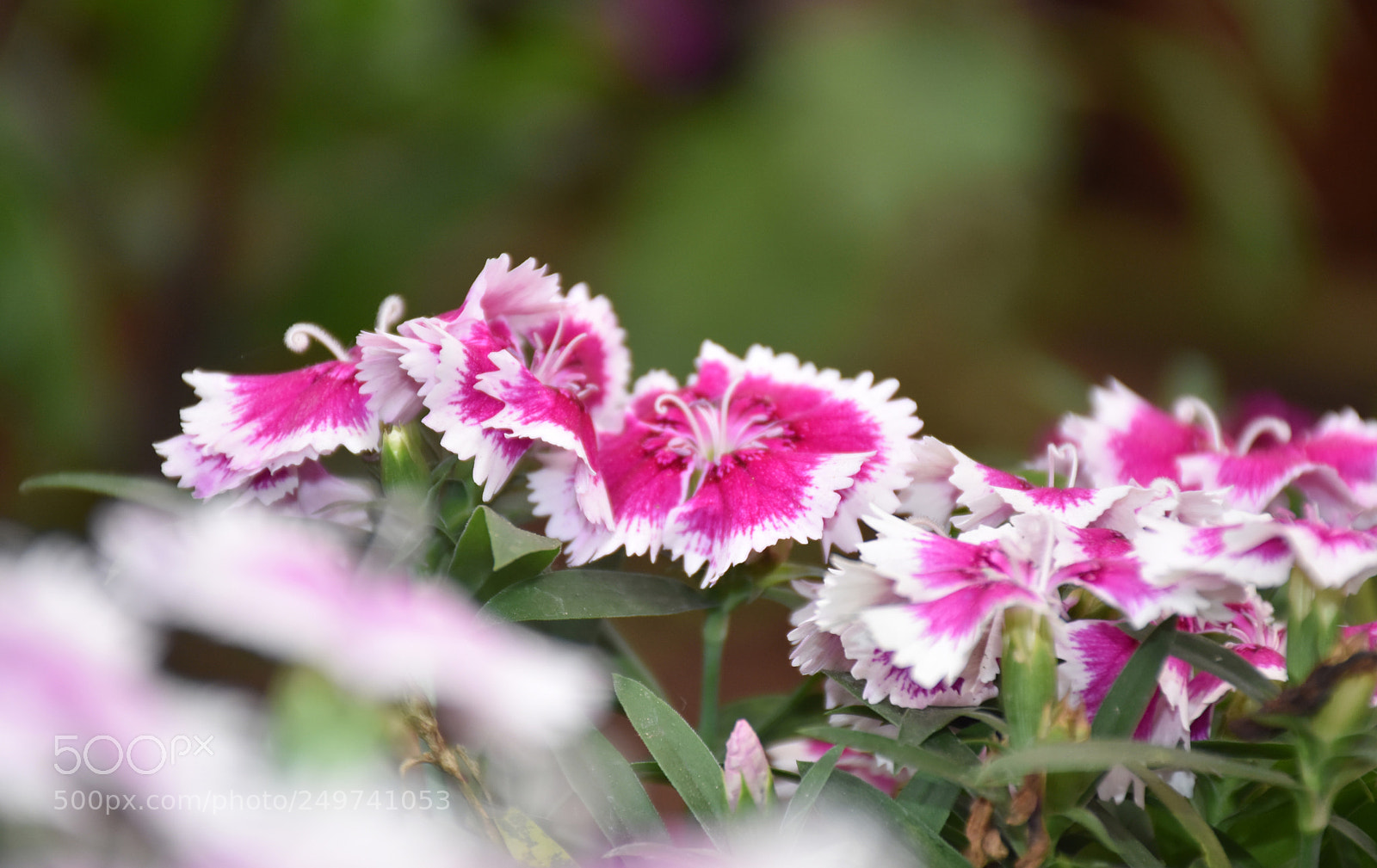 Nikon D5600 sample photo. Rose garden , munnar photography
