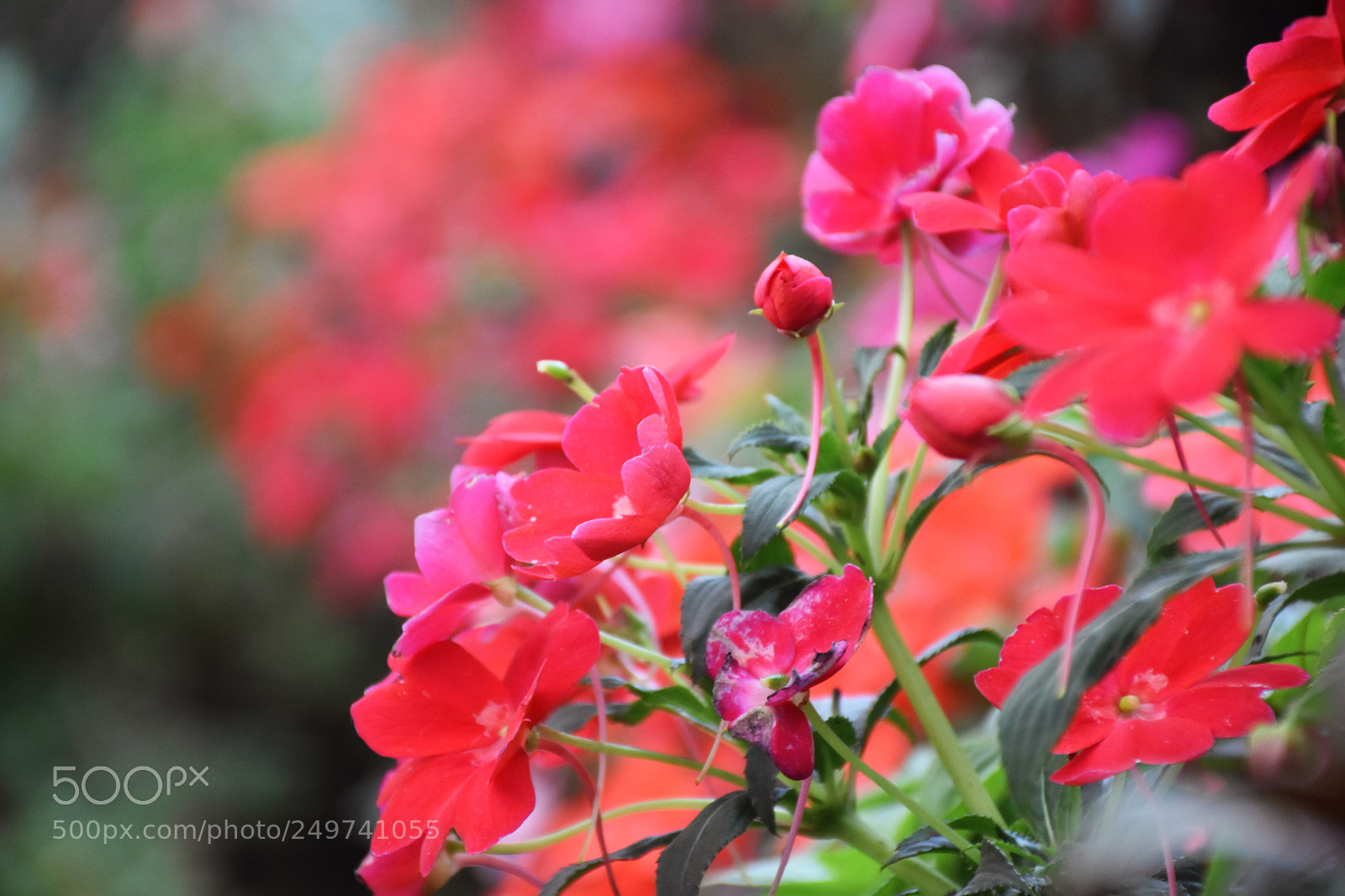 Nikon D5600 sample photo. Rose garden , munnar photography