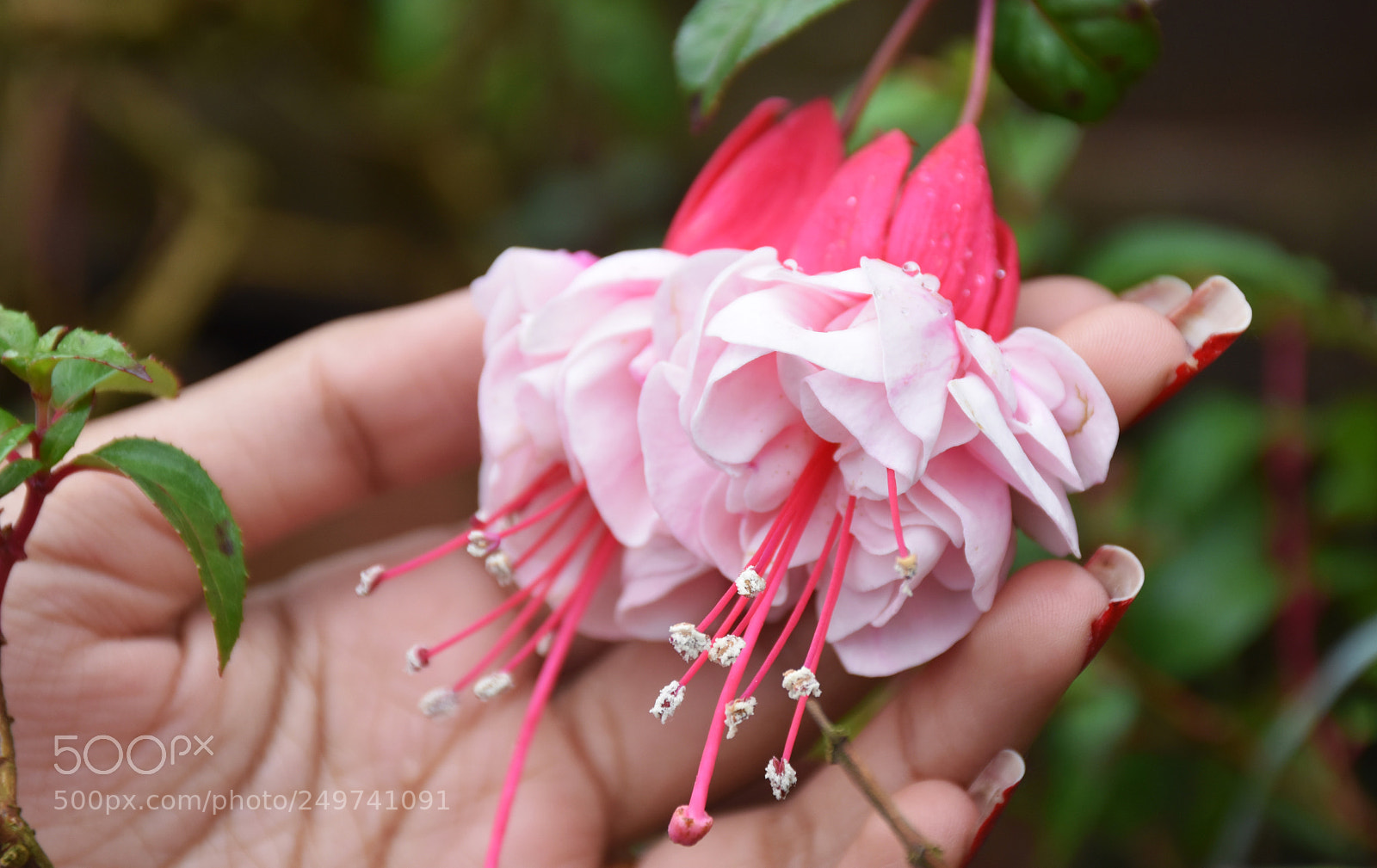 Nikon D5600 sample photo. Rose garden , munnar photography