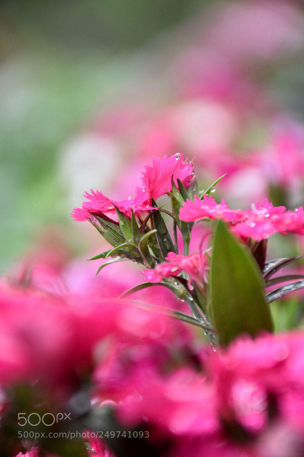Nikon D5600 sample photo. Rose garden , munnar photography