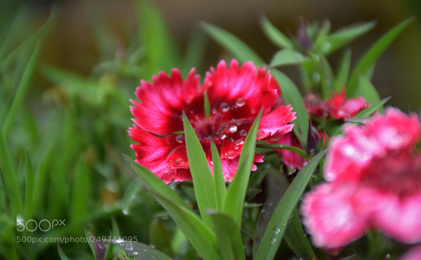 Nikon D5600 sample photo. Rose garden , munnar photography