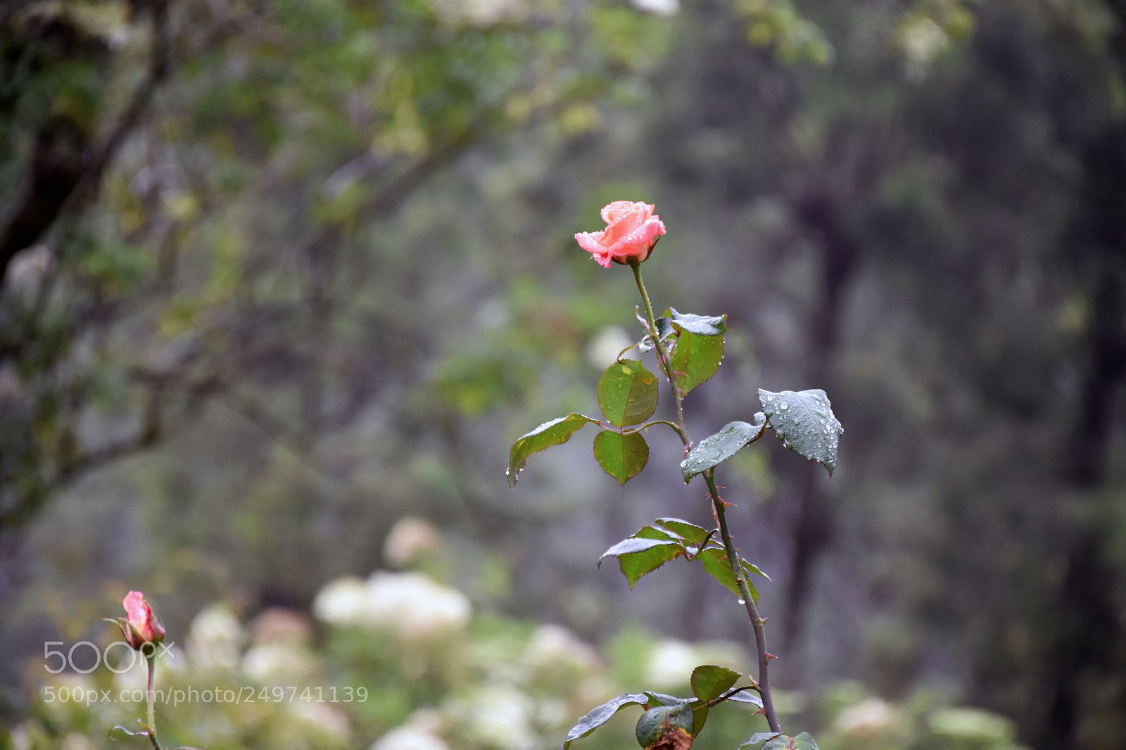 Nikon D5600 sample photo. Rose garden , munnar photography