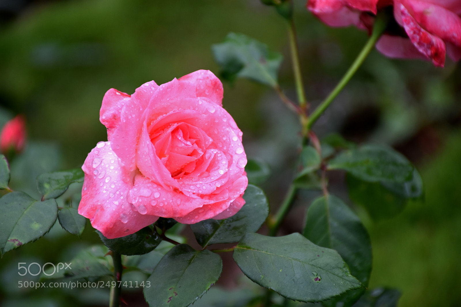 Nikon D5600 sample photo. Rose garden , munnar photography