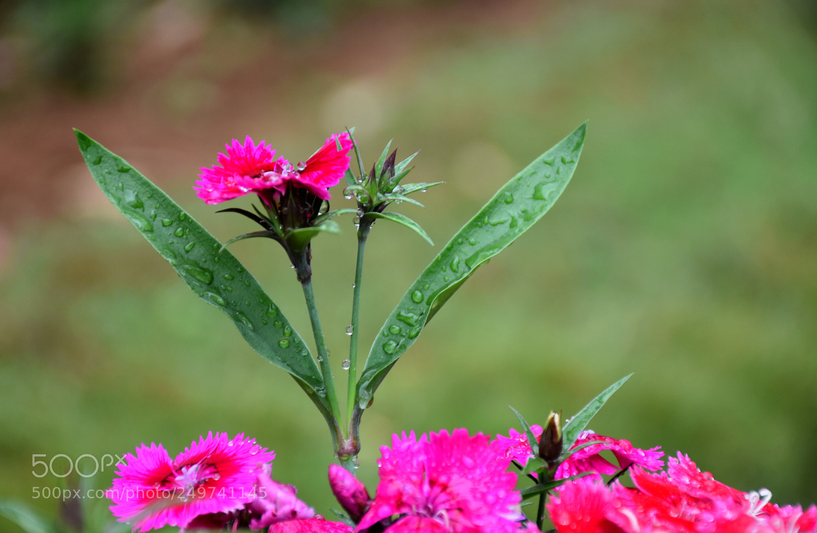 Nikon D5600 sample photo. Rose garden , munnar photography