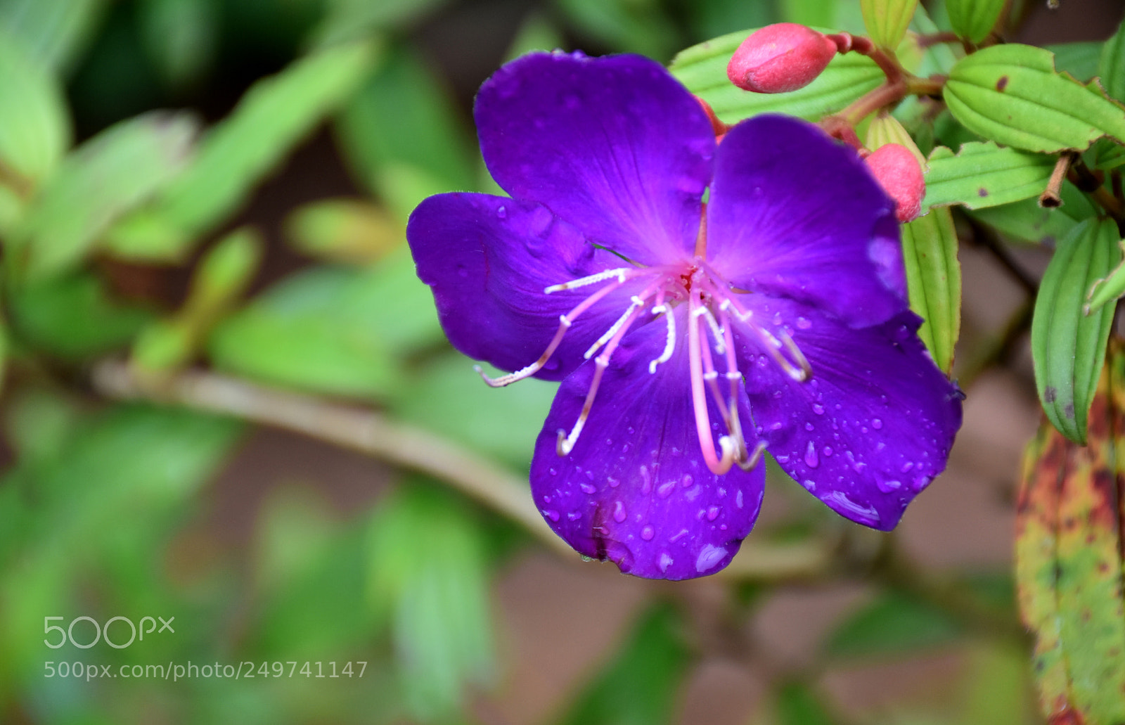 Nikon D5600 sample photo. Rose garden , munnar photography