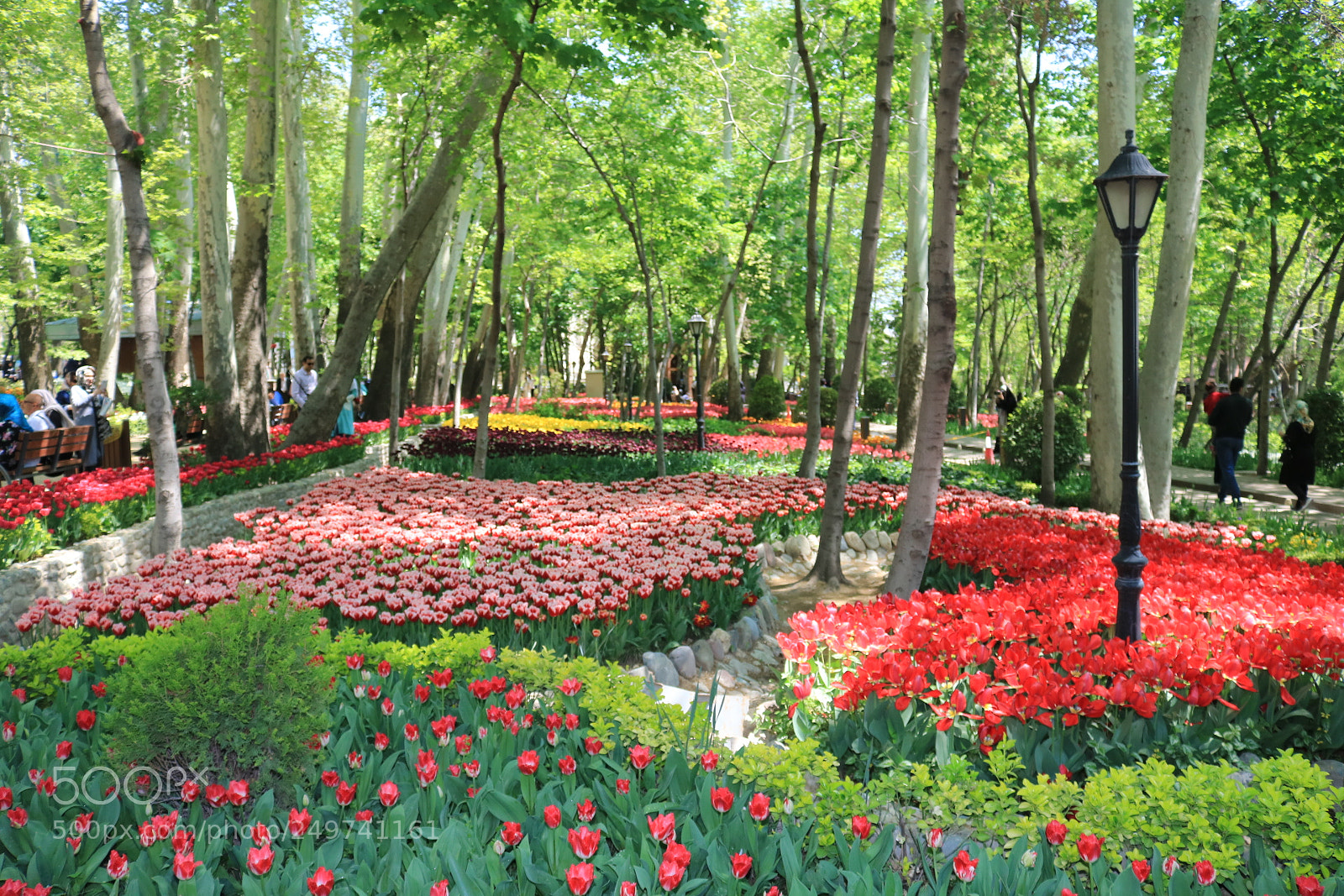 Canon EOS 750D (EOS Rebel T6i / EOS Kiss X8i) sample photo. Tulip photography