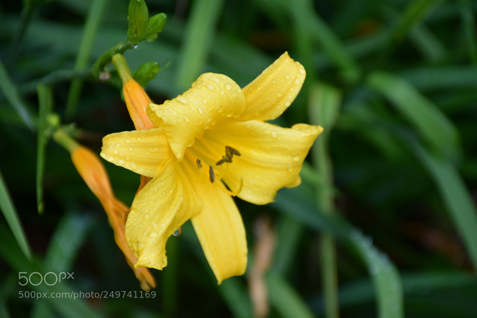 Nikon D5600 sample photo. Rose garden , munnar photography