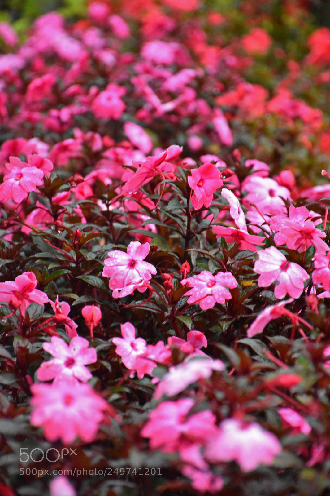 Nikon D5600 sample photo. Rose garden , munnar photography