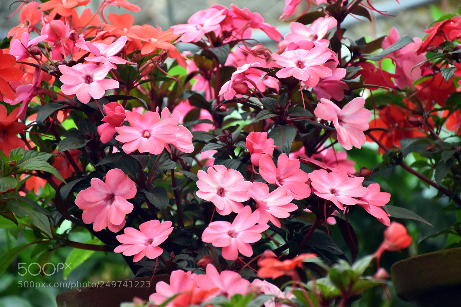 Nikon D5600 sample photo. Rose garden , munnar photography